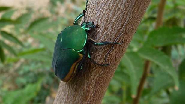 iridescent green beetle