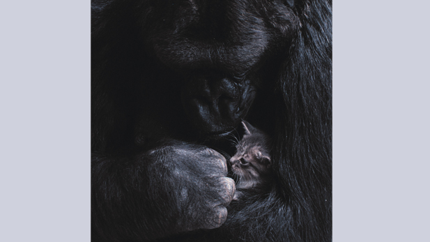 Koko holding kitten