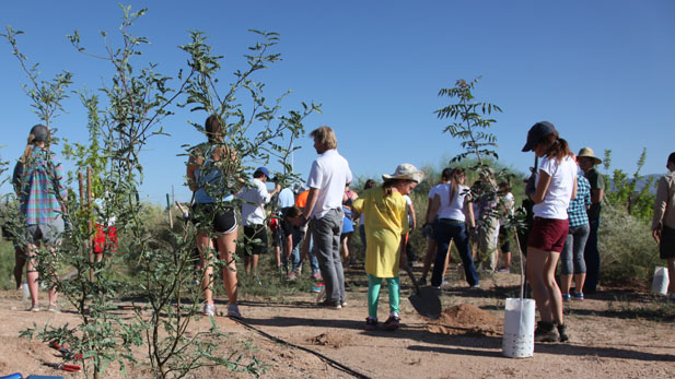 Volunteers contribute time & effort to one of Tucson Clean & Beautiful's many tree planting campaigns. 