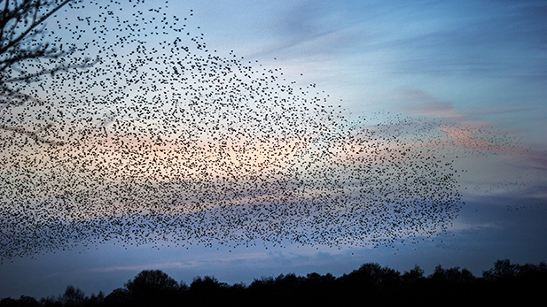 A murmuration of starlings at dusk on the Somerset Levels, UK.