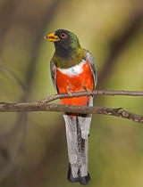 Elegant Trogon bird