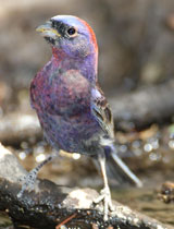 Varied Bunting Bird