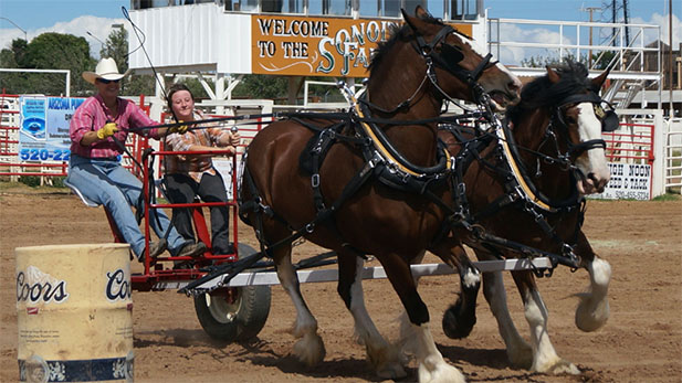 Sonoita Rodeo Horses