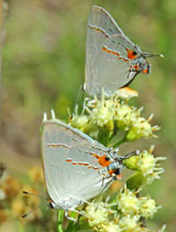 ebutterfly portrait