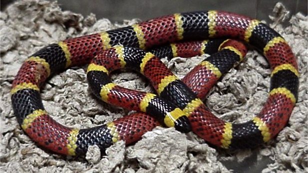 Coral snake