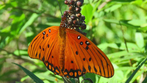 butterfly spotlight