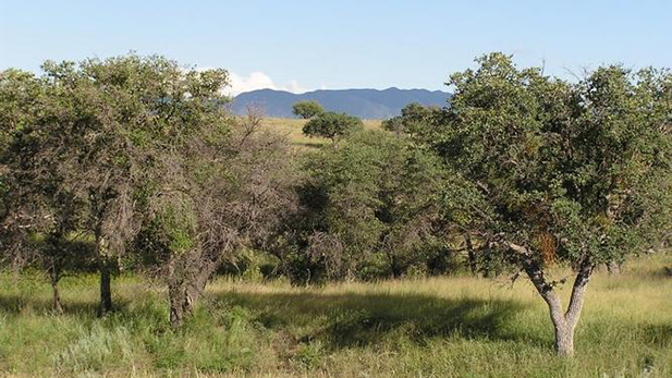 Santa Cruz County trees