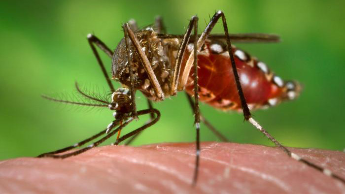 Aedes aegypti mosquitoes carry diseases.