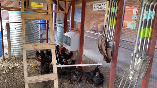 feeding our cuture chicken spot