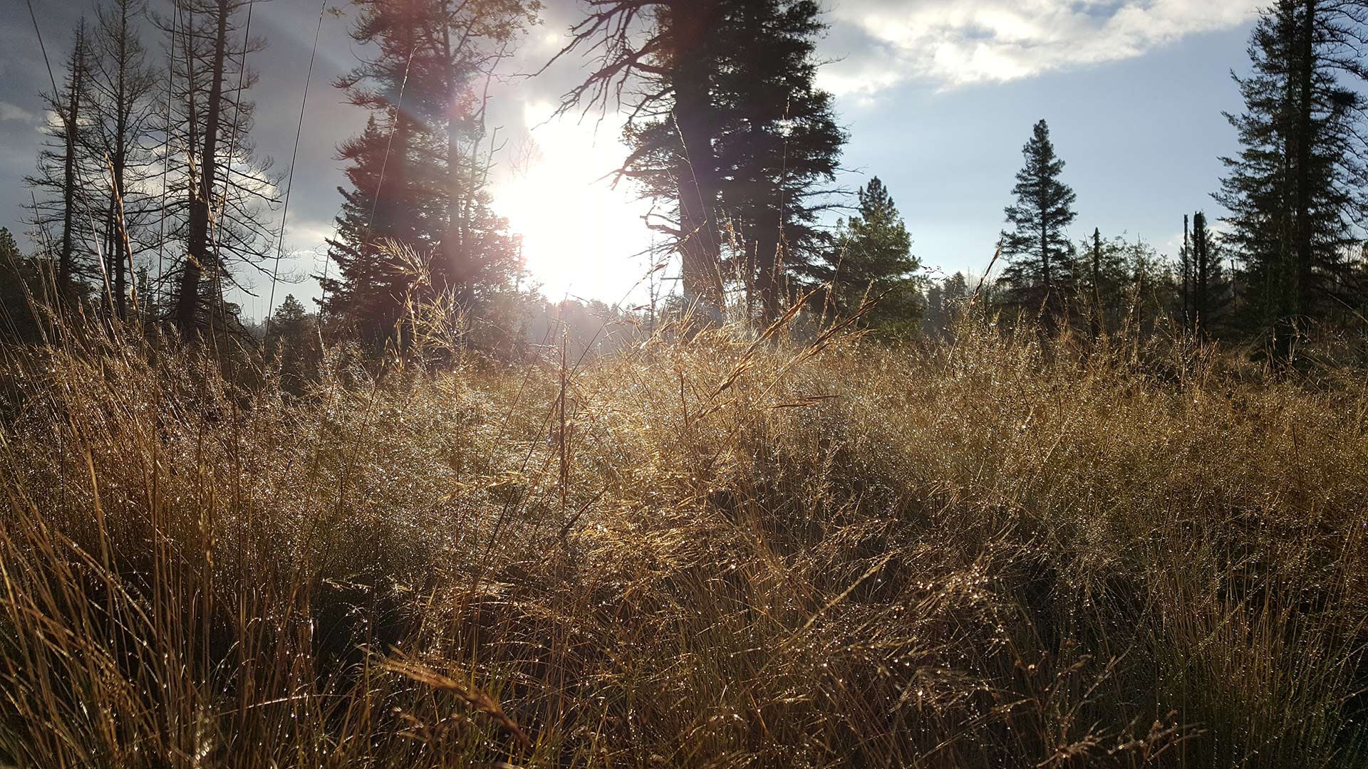 The sun rises over a grassy meadow in the White Mountains of Arizona.