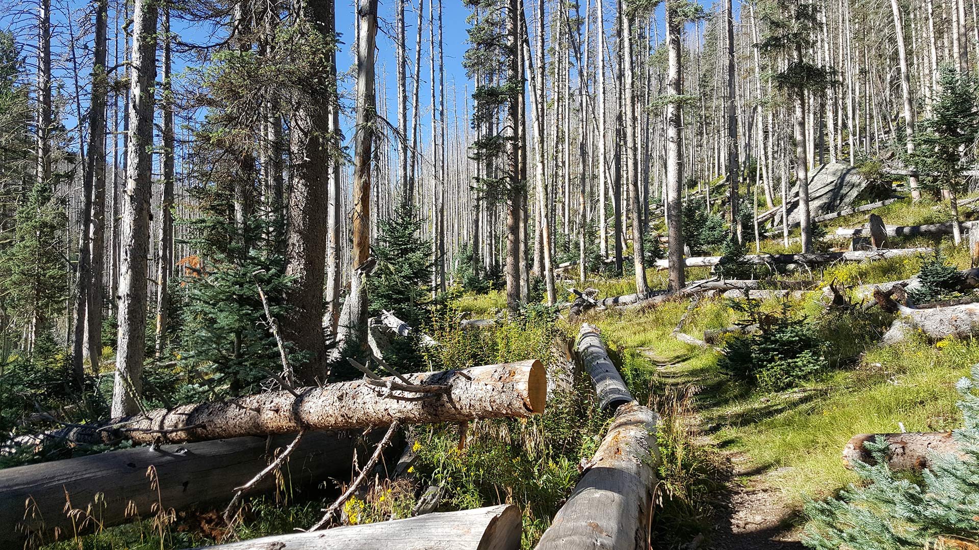 Dense trees grow in a forest in northeastern Arizona.