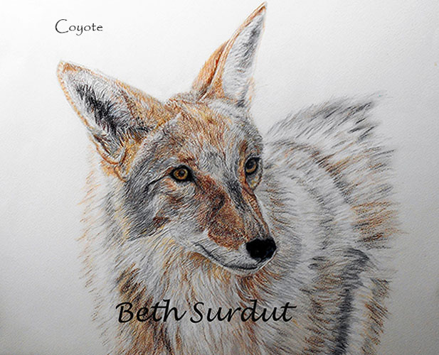 Beth Surdut Coyote unsized