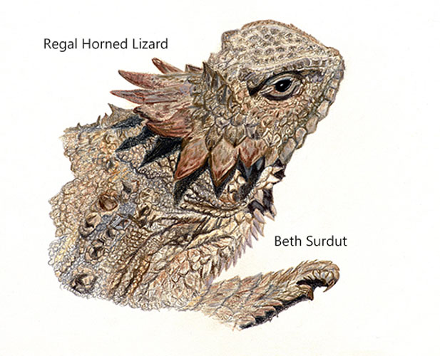 desert horned lizard drawing