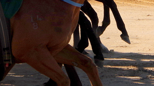 The legs of race horses on a dirt track.