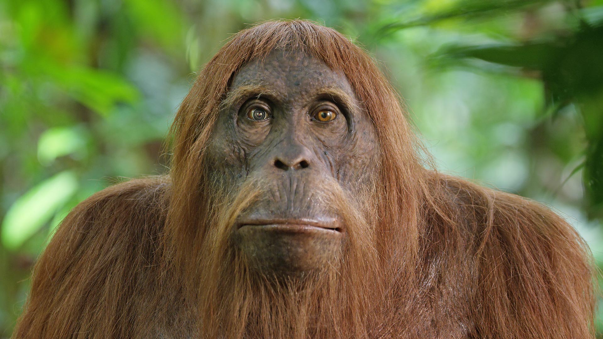 Spy Orangutan close-up in forest. Borneo.