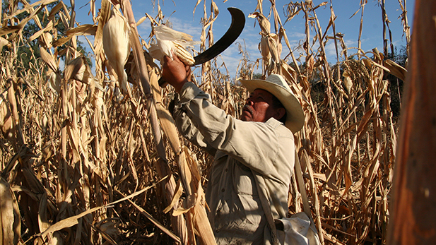 Rafael Avila harvests corn grown from seeds that trace their lineage to the Aztec and Maya cultures. Small-plot farmers like Avila say the Mexican government has ignored small farmers since NAFTA was signed in 1994.
