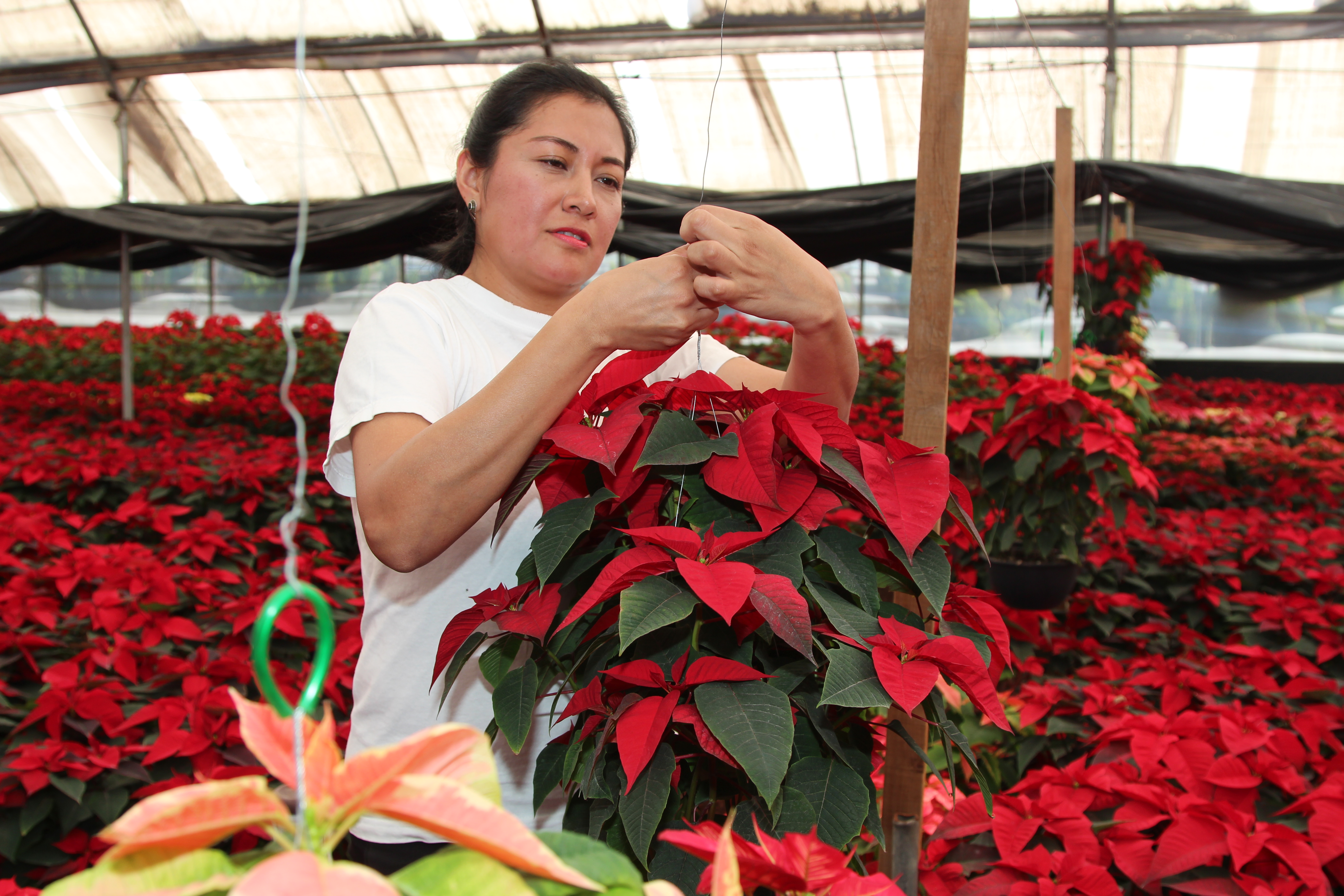 NAFTA poinsettia spot