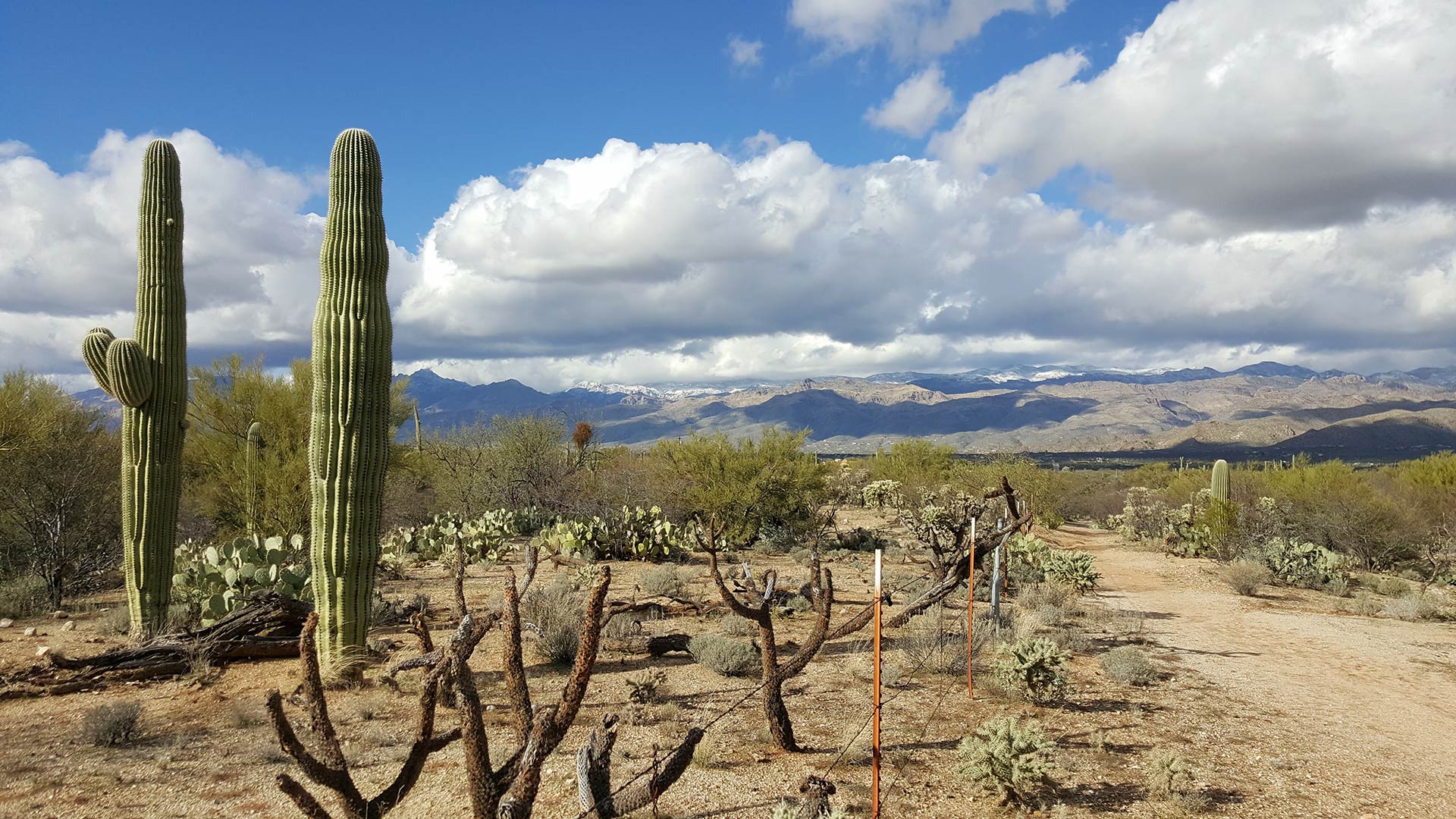 Hiking, Desert, Cactus hero