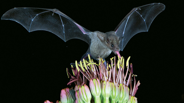 The lesser long-nosed bat is an important pollinator of cacti in the American Southwest.