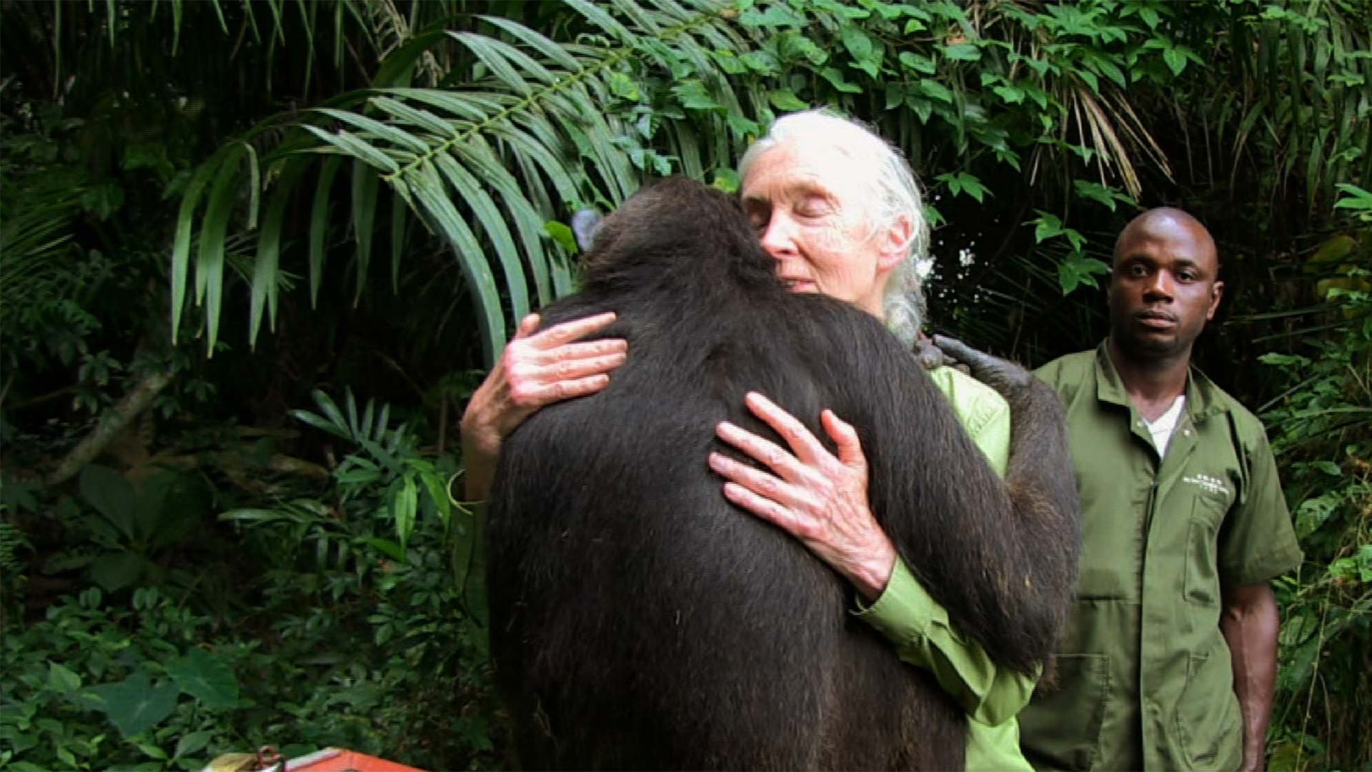 Dr. Jane Goodall receives spontaneous embrace from Wounda before release.