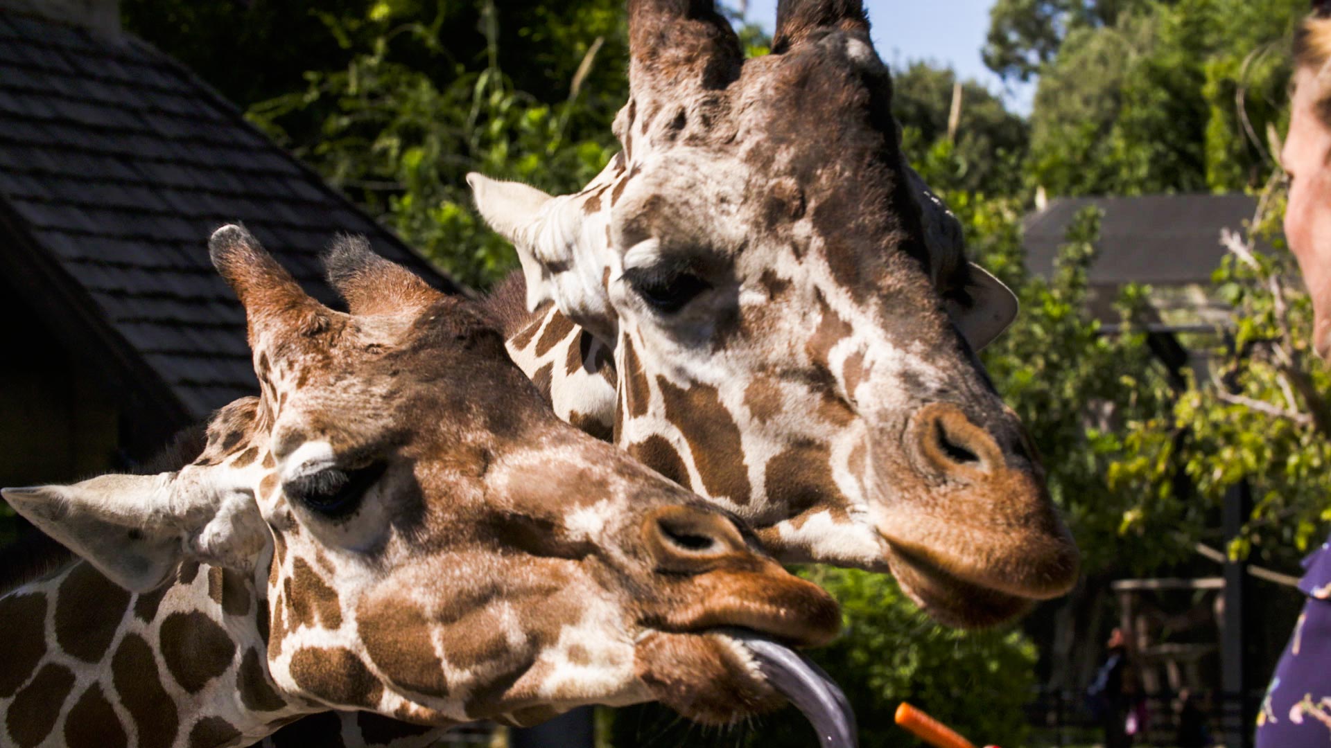 Giraffes at the Reid Park Zoo. 