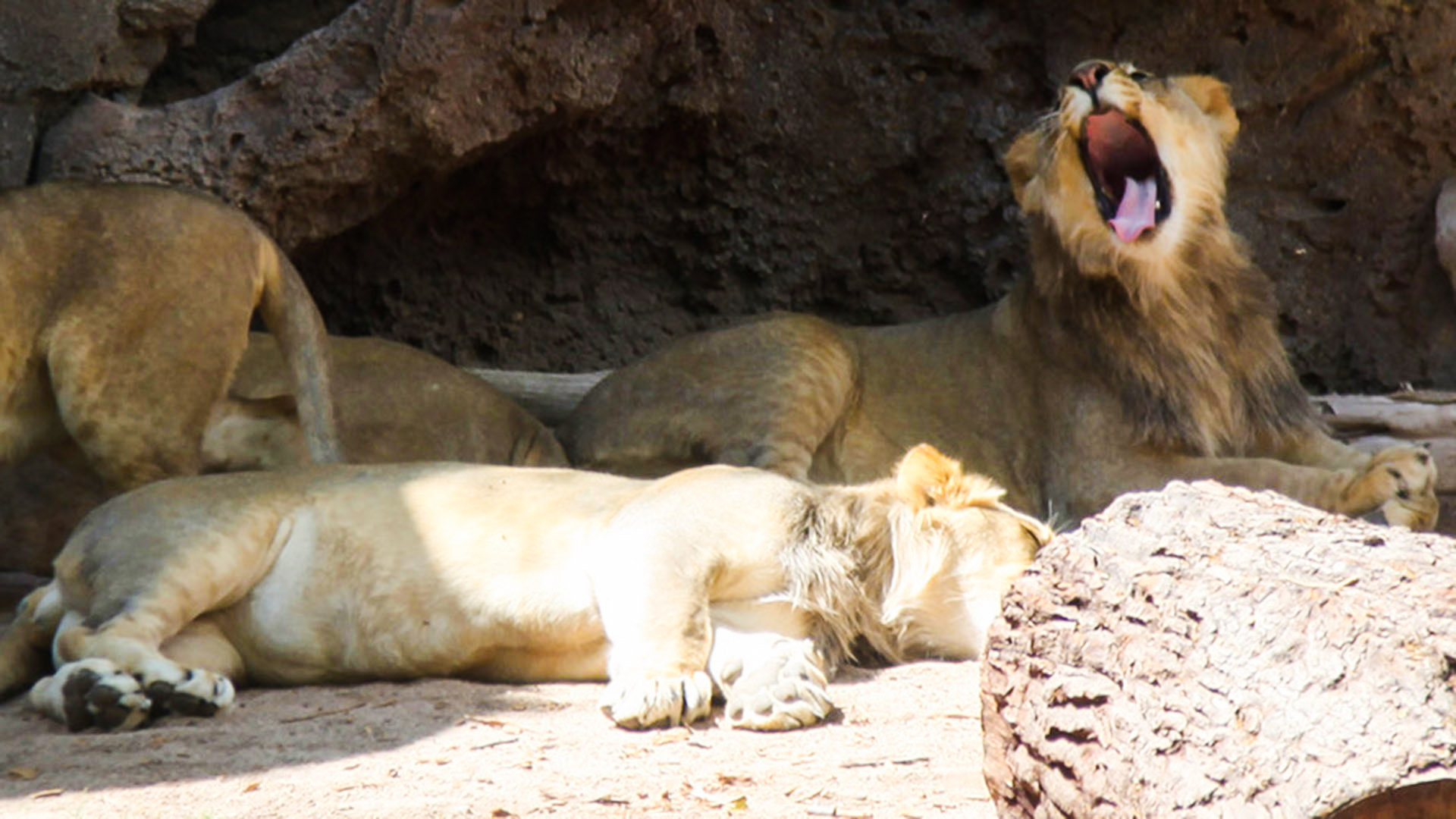 Lion cubs relax at the Reid Park Zoo.