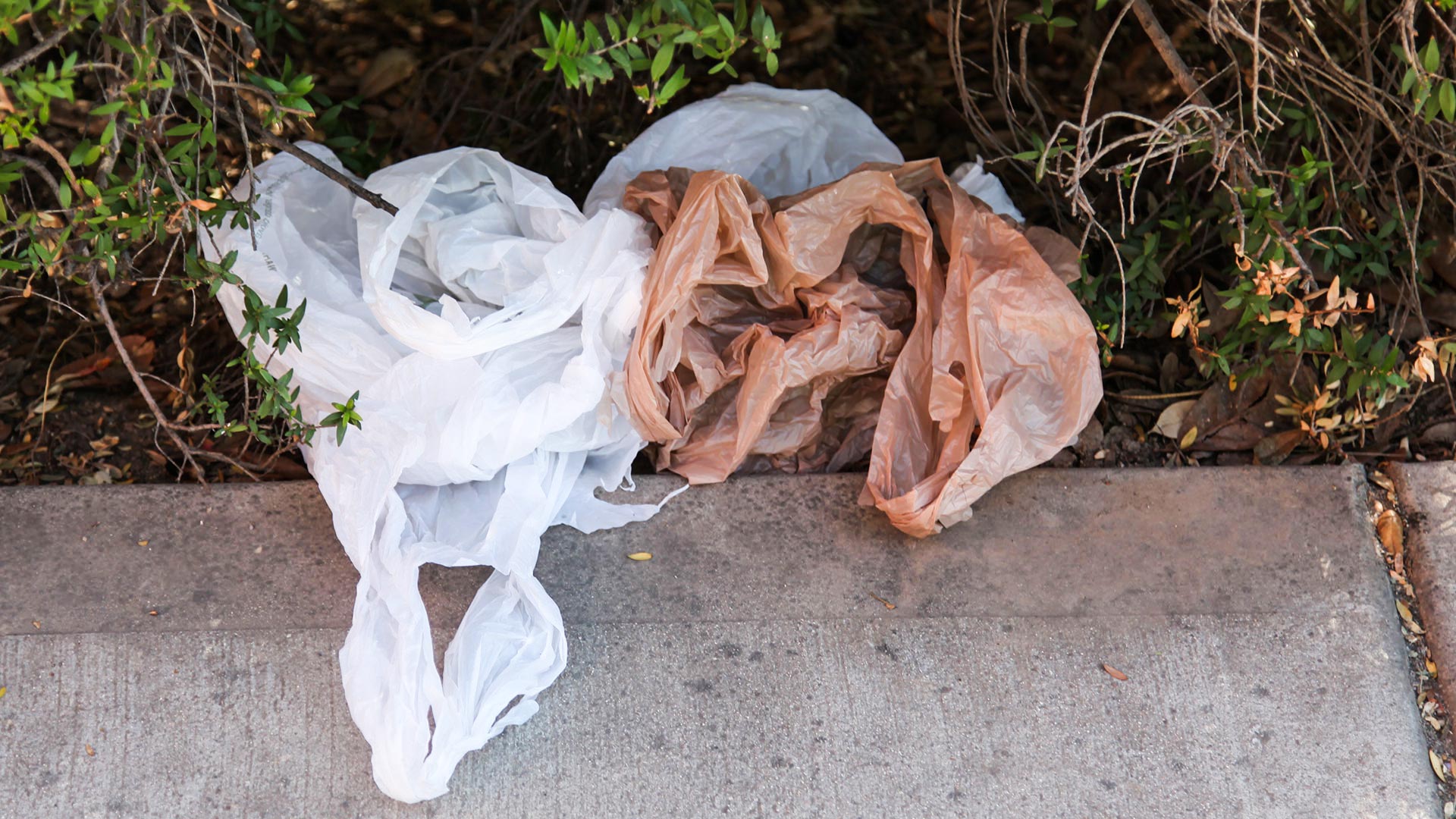 Plastic bags often litter many urban and rural areas around the world. 