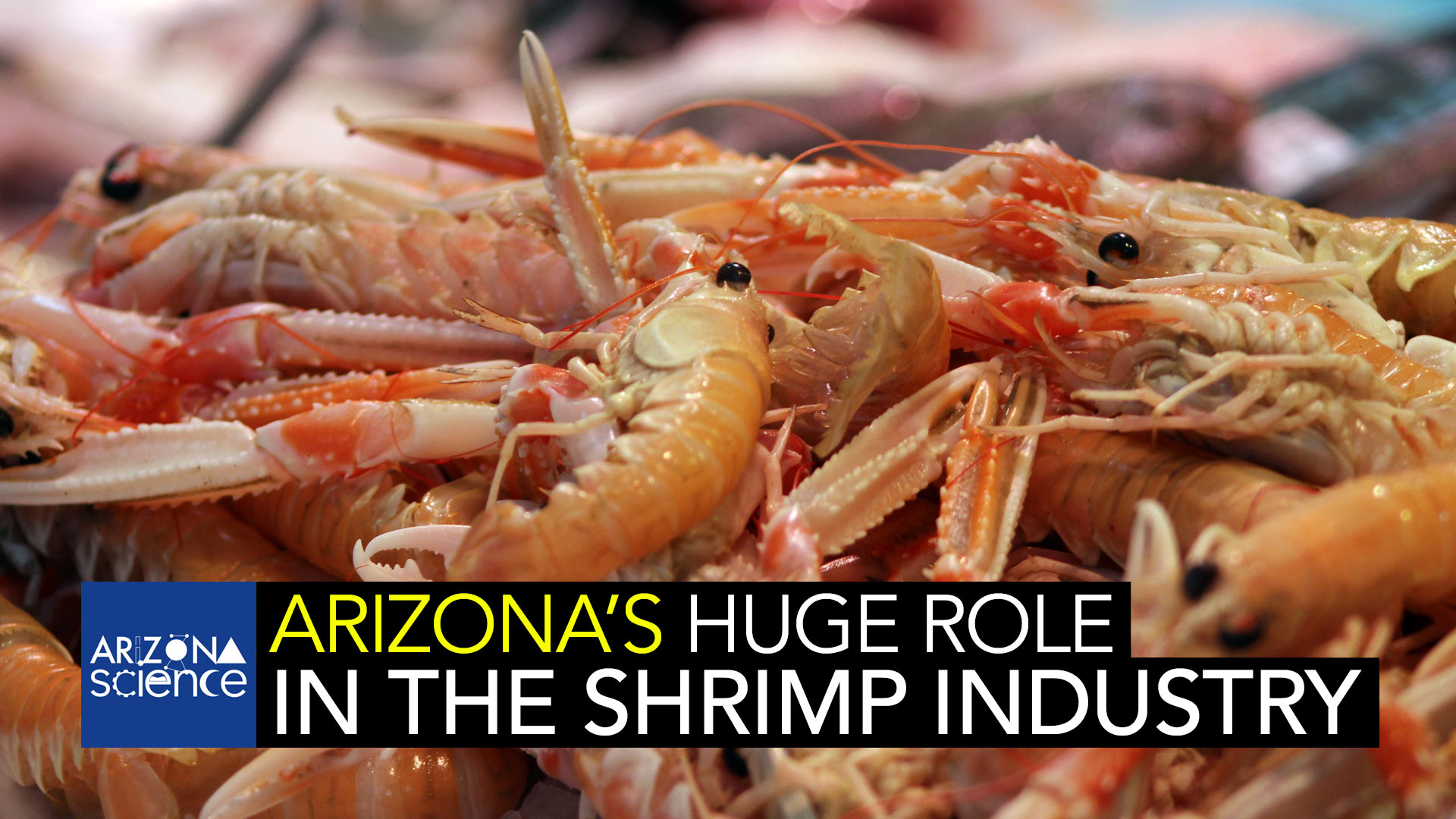 Most people don't think Arizona when they think shrimp. But the research being done in our desert state is a critical part of the worldwide shrimp industry.