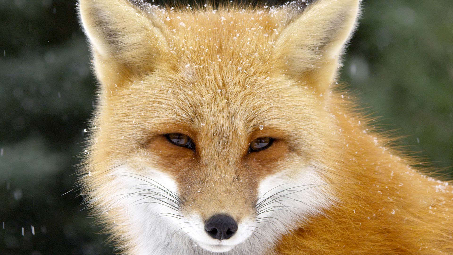CU Red fox in snow storm, Algonquin Park, Ontario, Canada