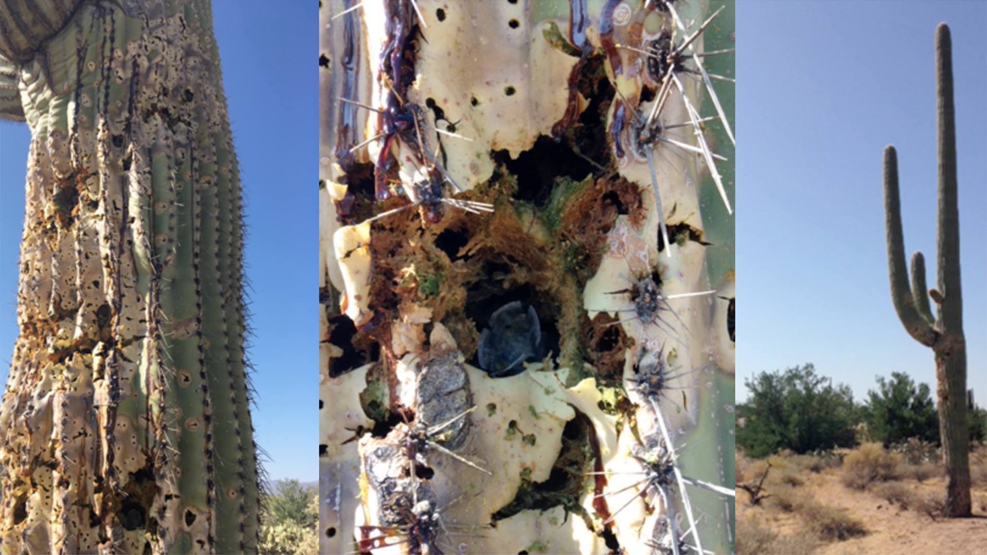 This century-old saguaro cactus was found damaged by a shotgun.