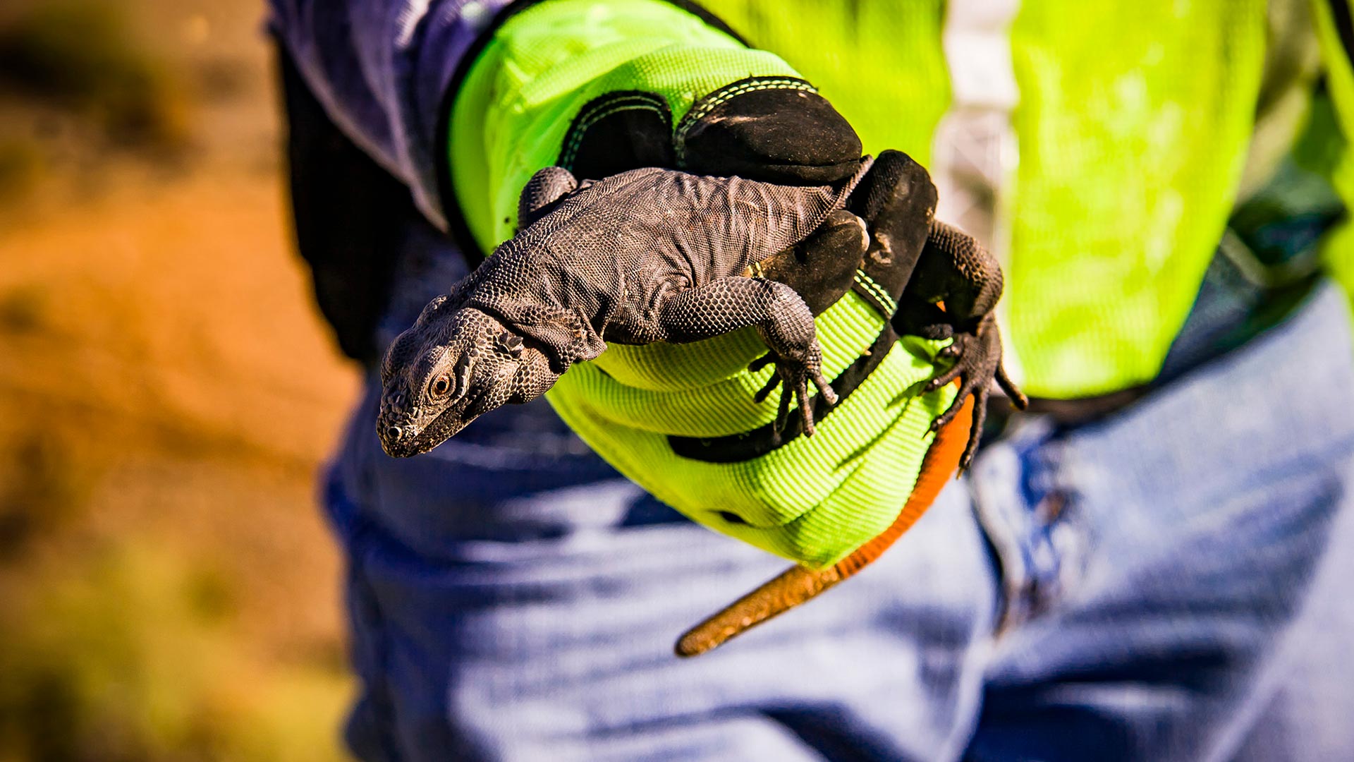Chuckwallas are being relocated to a nature preserve, where they will be protected from hunters by an order.