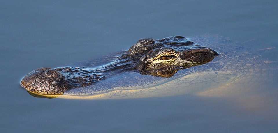 alligator head unsized
