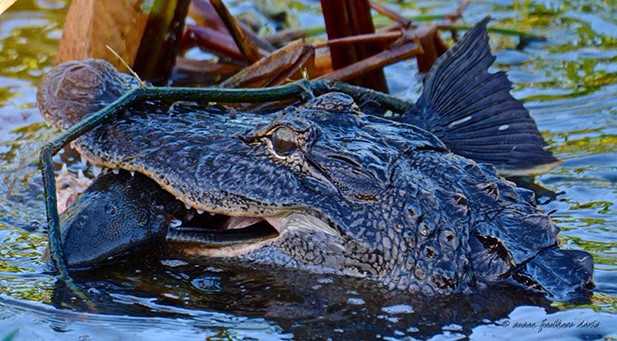 alligator and armored catfish unsized