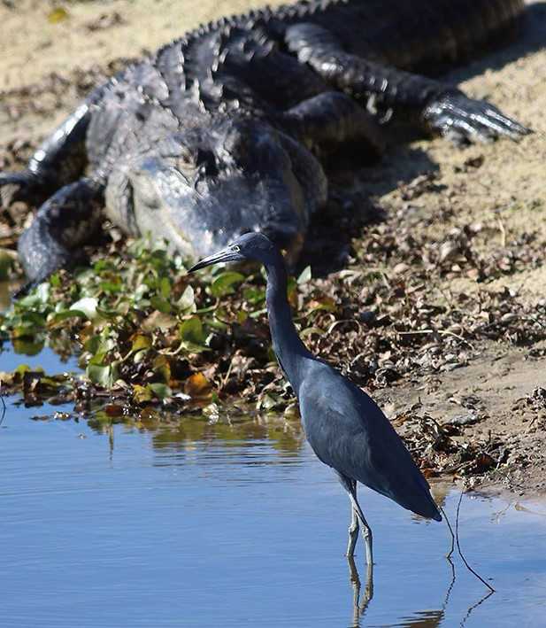 alligator and little blue heron unsized