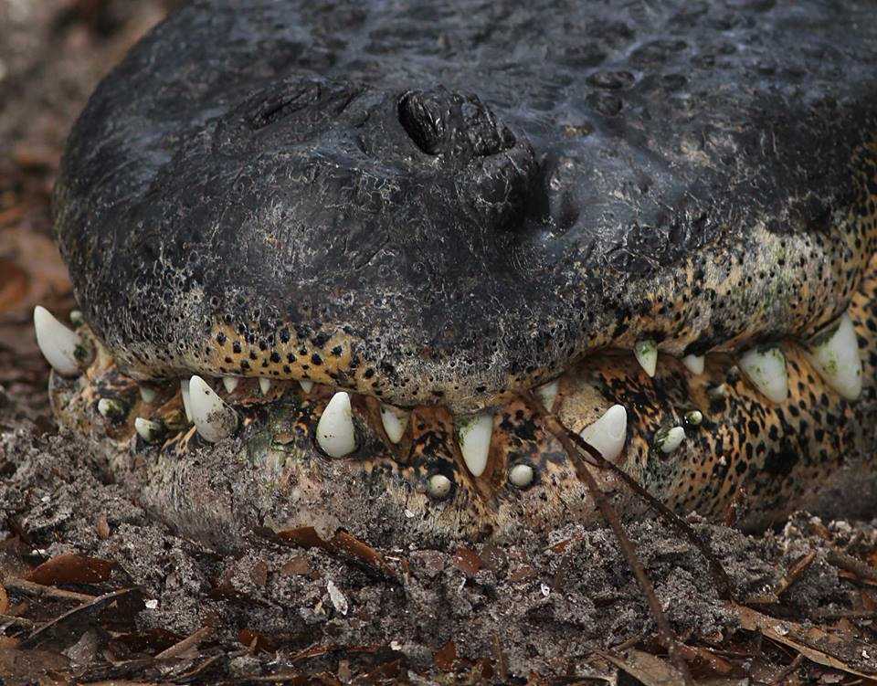 alligator mouth close up unsized