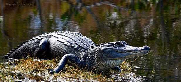 alligator on shore