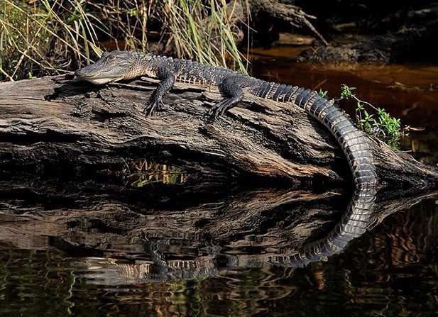 alligator tail unsized