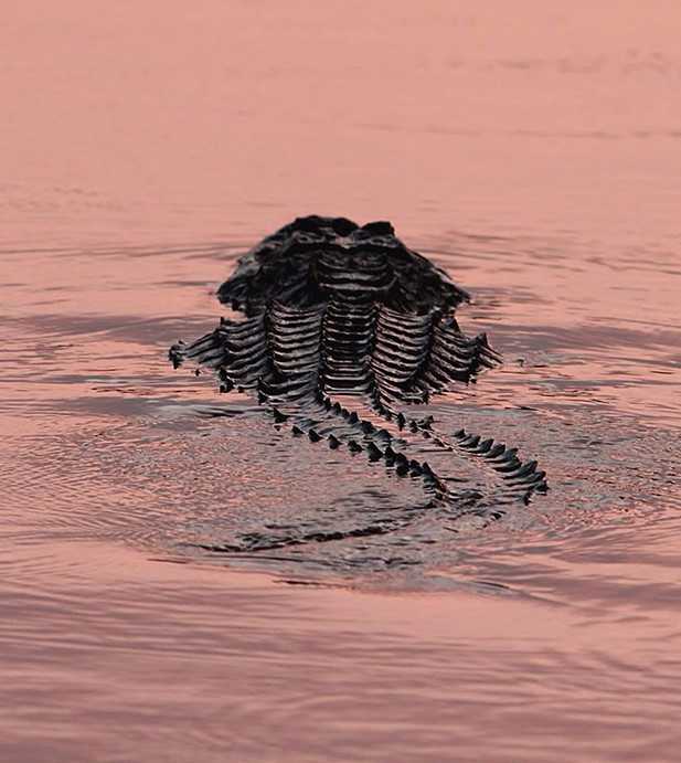 alligator in sunset unsized