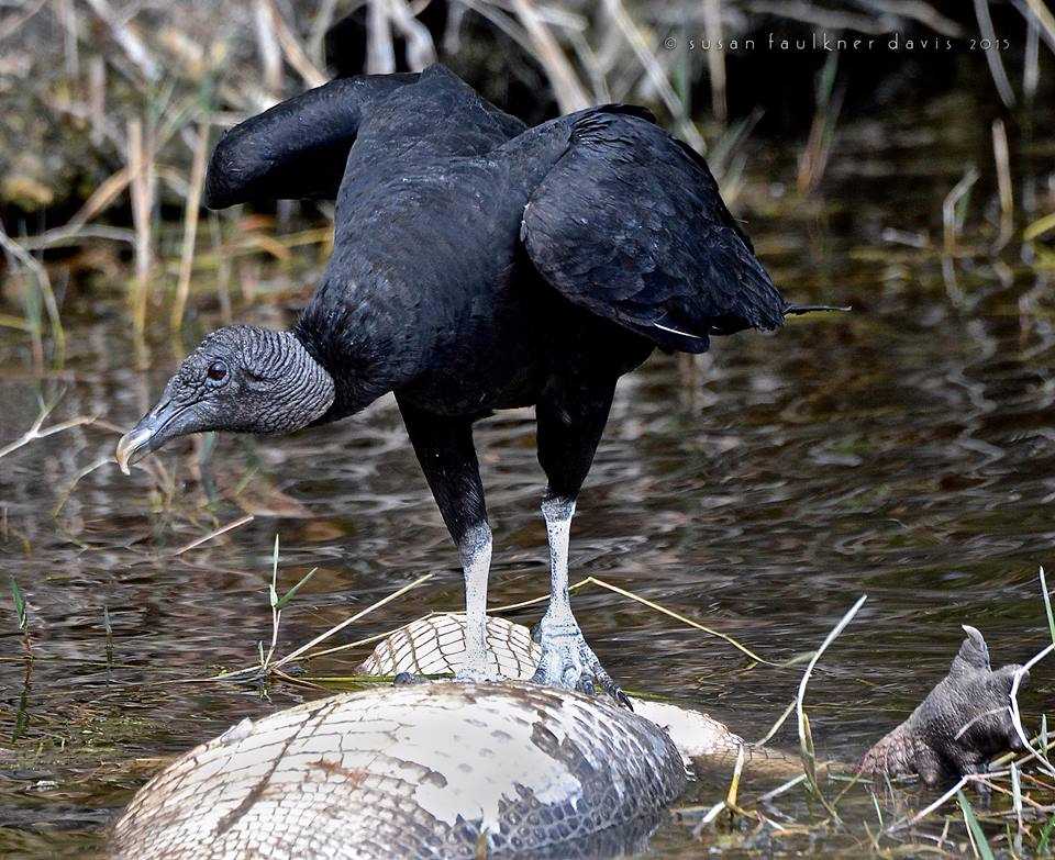 vulture and alligator