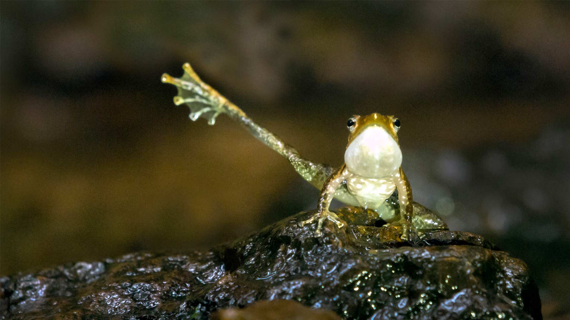 A propositioning foot flagging frog.