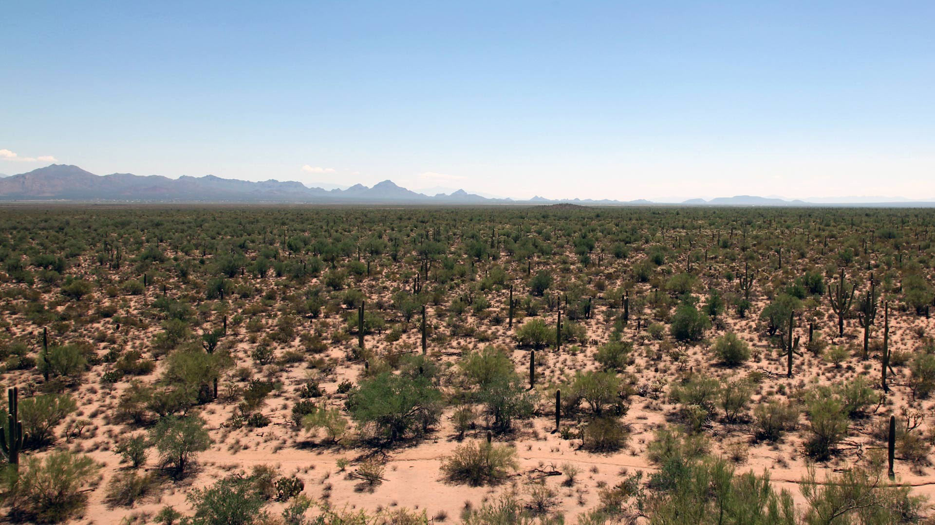 Looking east from Cocoraque Butte, Ironwood Forest National Monument.