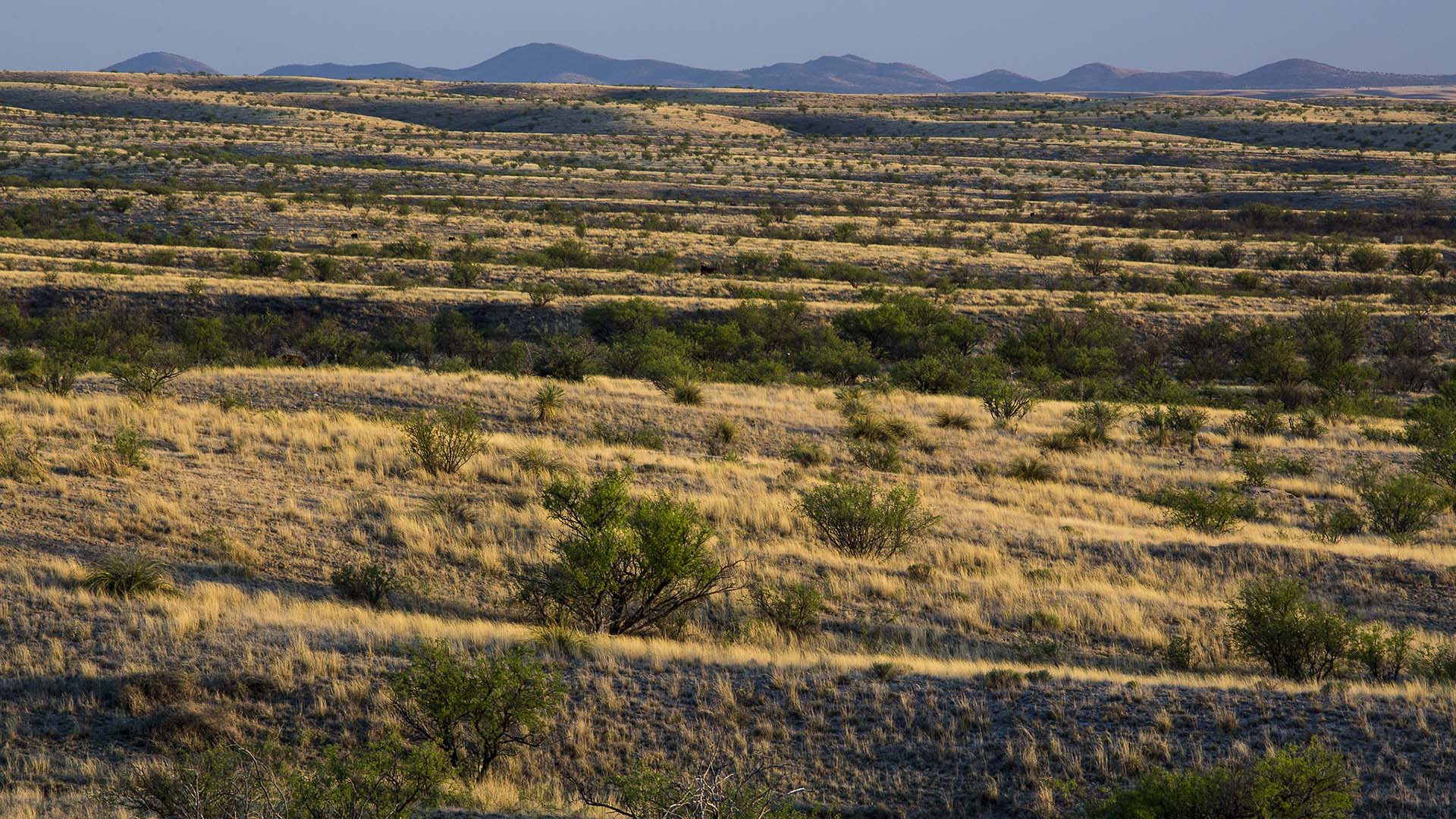 Las Cienegas National Conservation Area in Arizona, 2016.