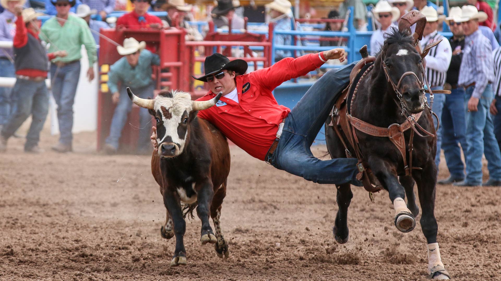 A steer wrestler at the Tucson Rodeo.