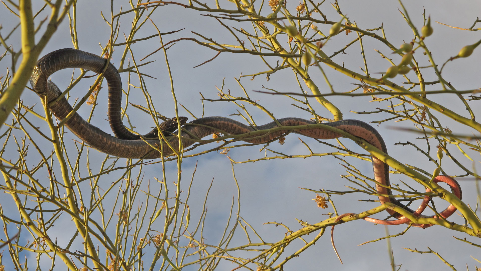 coachwhip hero