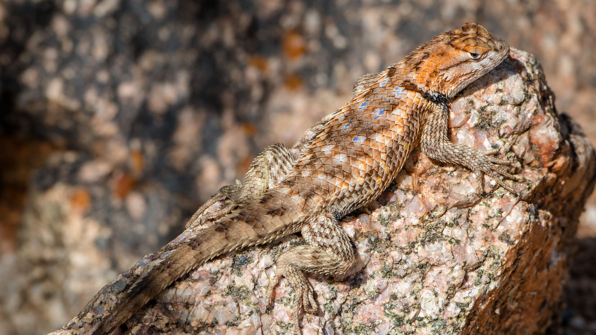 spiny lizard hero