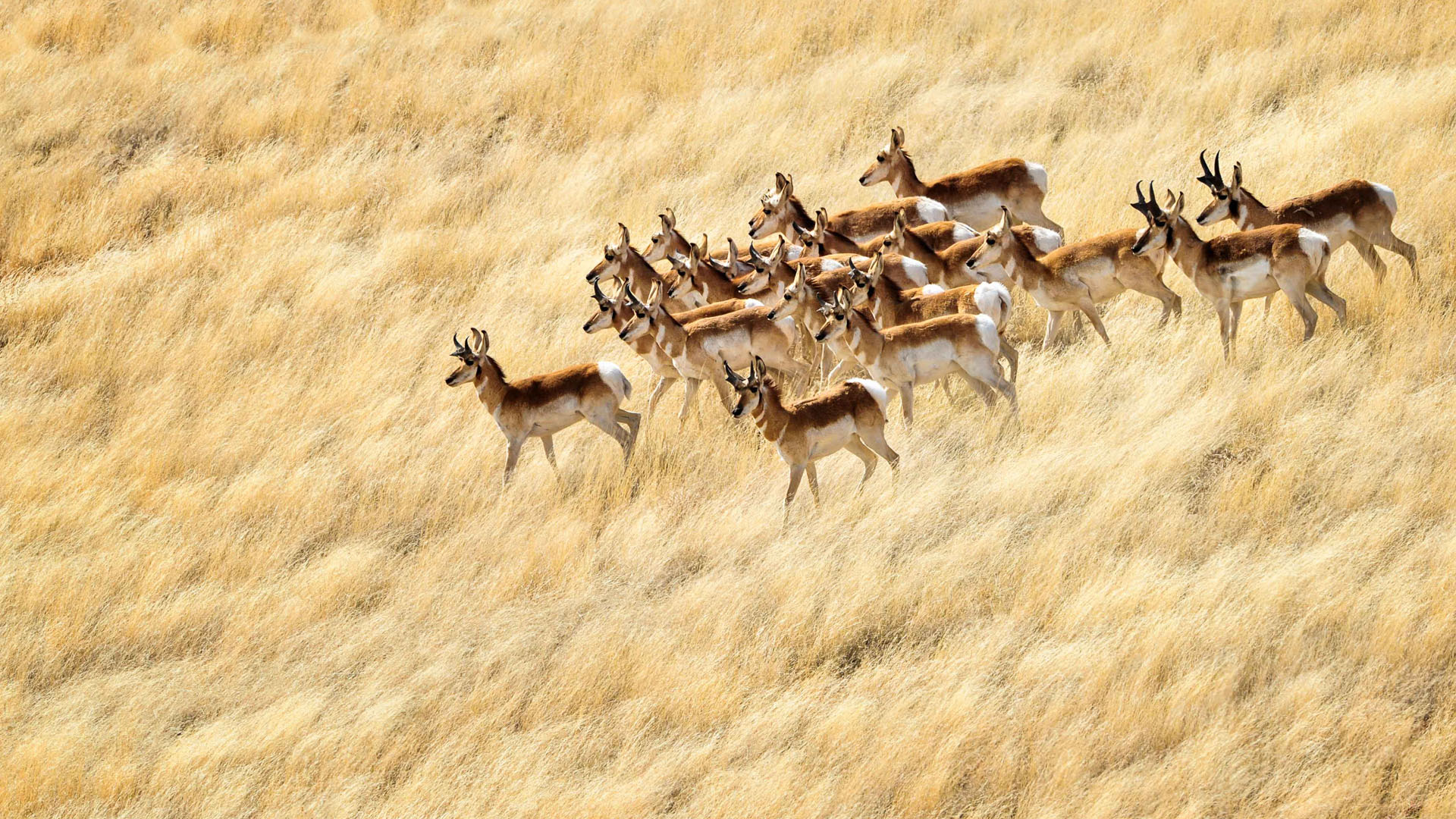 Pronghorns In A Field Of Gold.