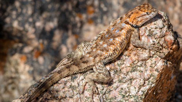 spiny lizard spot