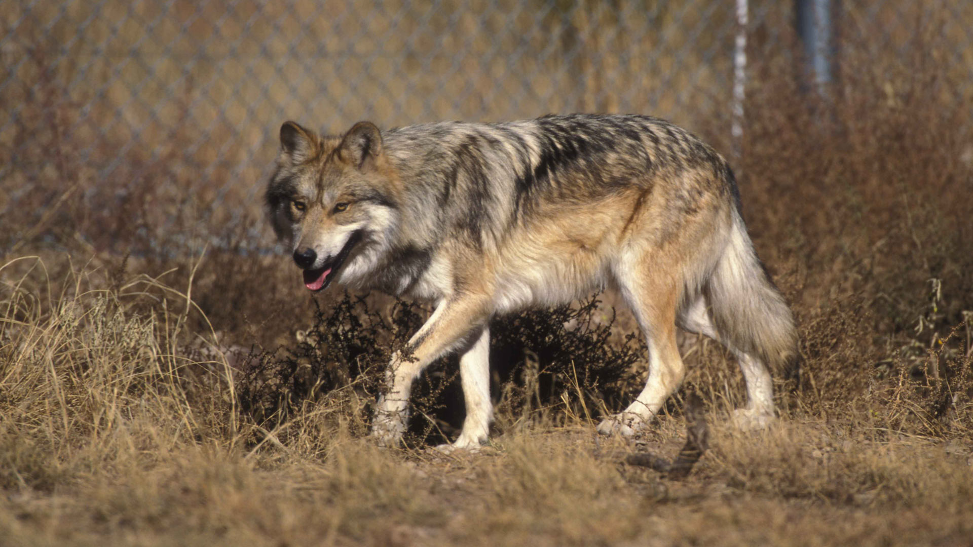 A Mexican Gray Wolf pads through brush near a chain link fence.