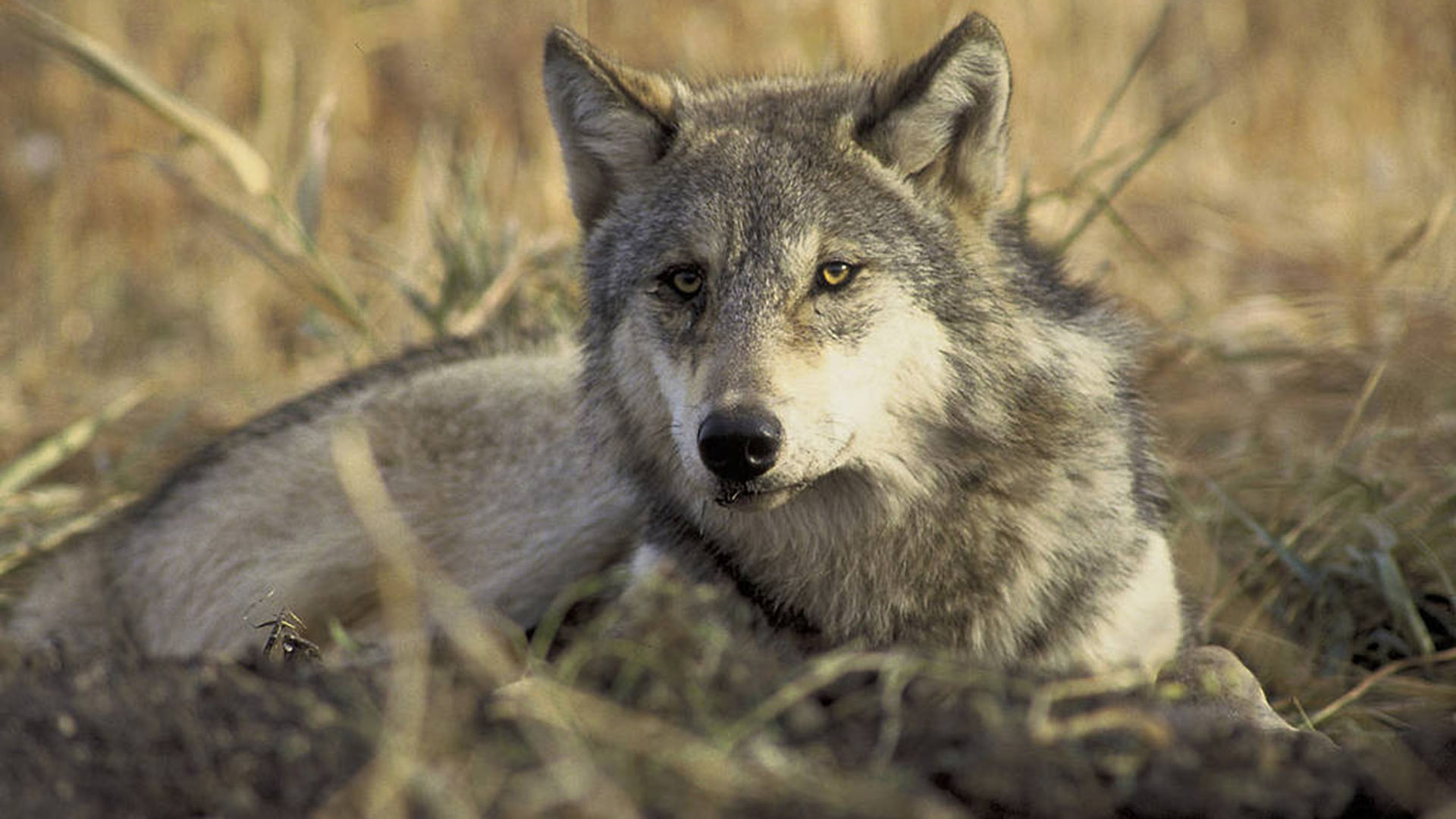 A Mexican gray wolf