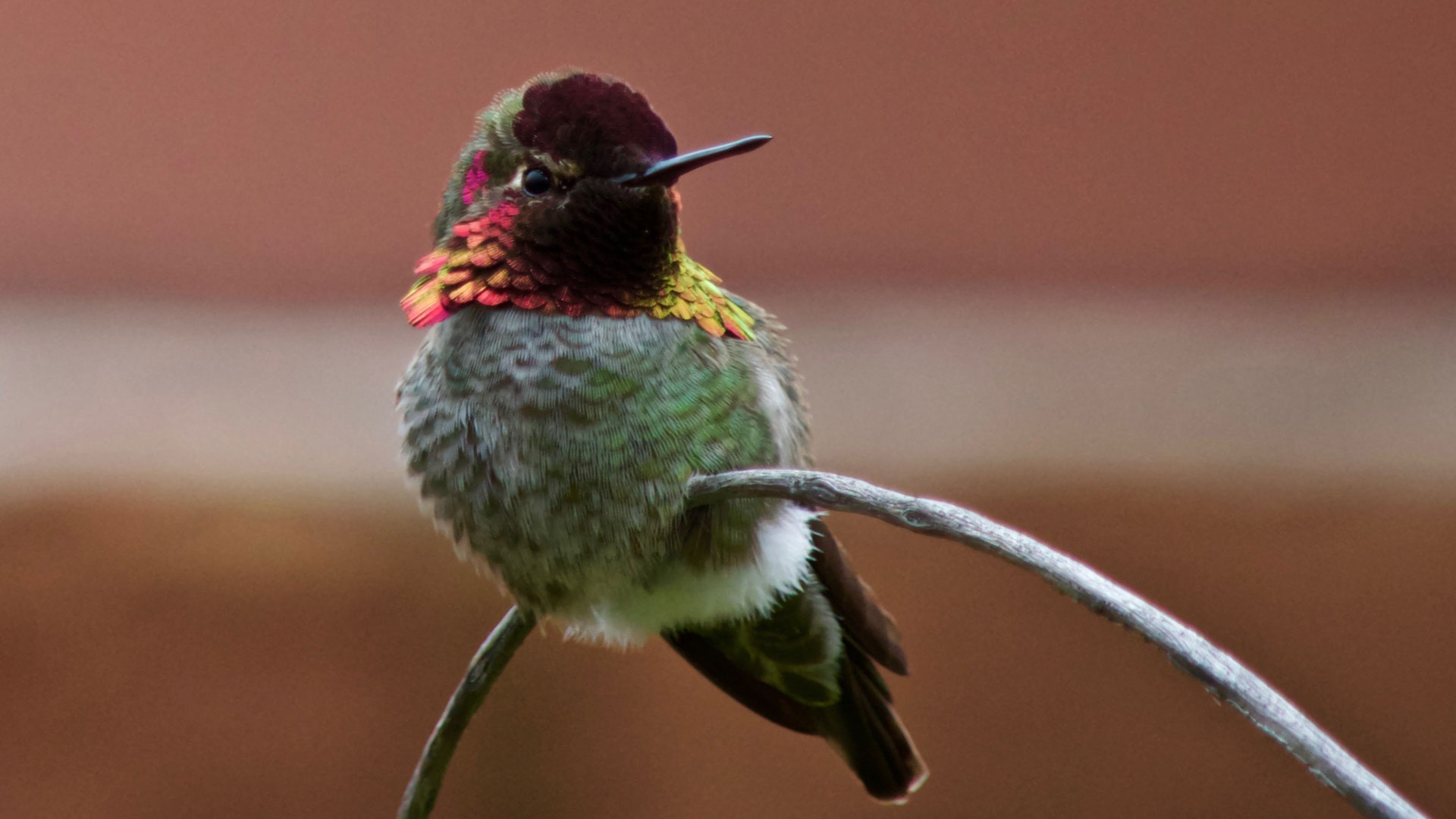 Bright hummingbird